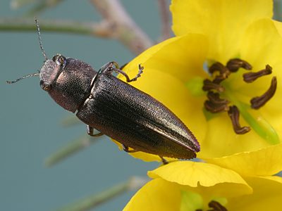 Melobasis soror soror, PL0698, male, on Senna artemisioides ssp. petiolaris, MU